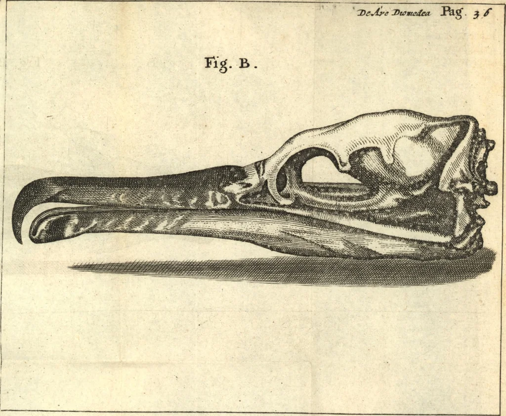 An illustration from Francisci Redi patricii Aretini, Opusculorum pars prior, sive, Experimenta circa generationem insectorum : accedit J. Frid. Lachmund, De ave diomedea dissertatio, 1685, leaf 363