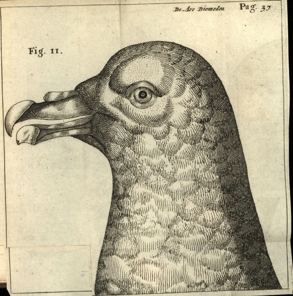 An illustration from Francisci Redi patricii Aretini, Opusculorum pars prior, sive, Experimenta circa generationem insectorum : accedit J. Frid. Lachmund, De ave diomedea dissertatio, 1685, leaf 368
