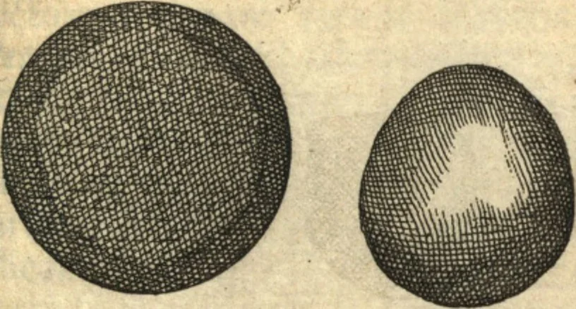 An illustration from Francisci Redi patricii Aretini, Opusculorum pars prior, sive, Experimenta circa generationem insectorum : accedit J. Frid. Lachmund, De ave diomedea dissertatio, 1685, leaf 390