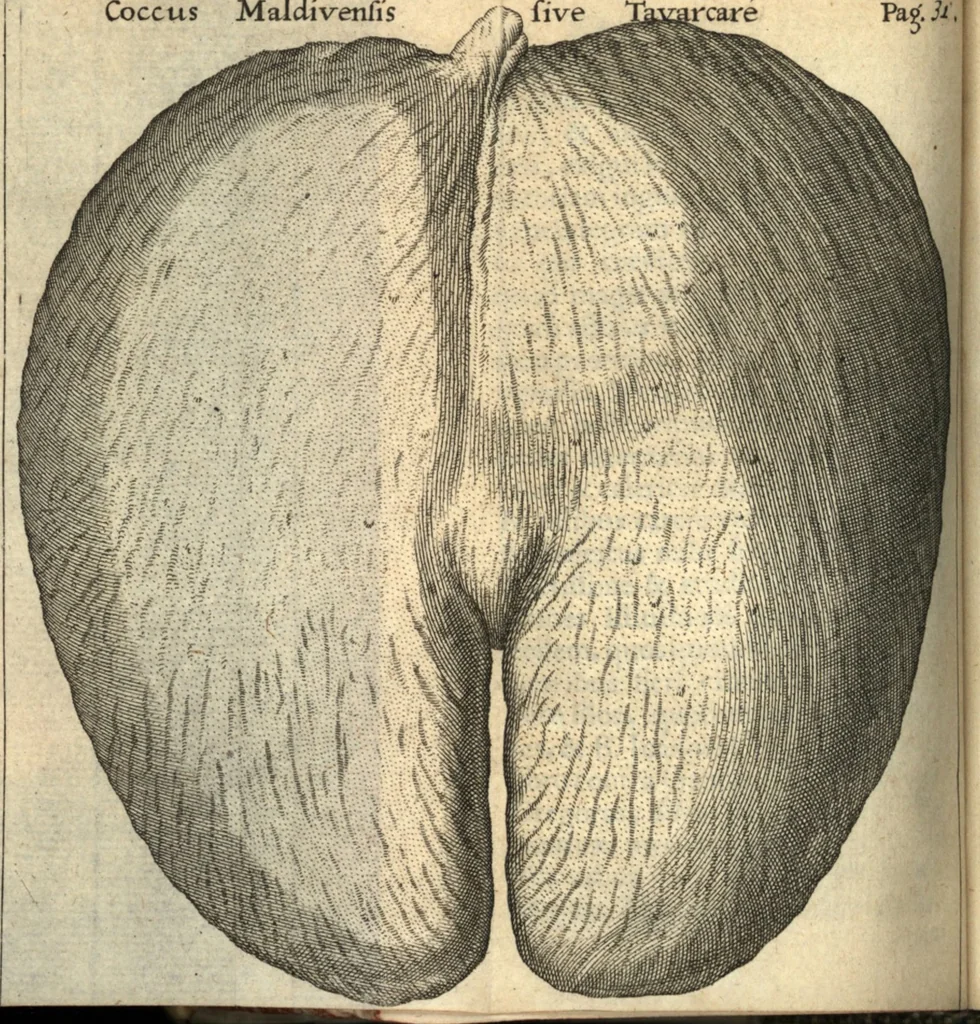 An illustration from Francisci Redi patricii Aretini, Opusculorum pars prior, sive, Experimenta circa generationem insectorum : accedit J. Frid. Lachmund, De ave diomedea dissertatio, 1685, leaf 419