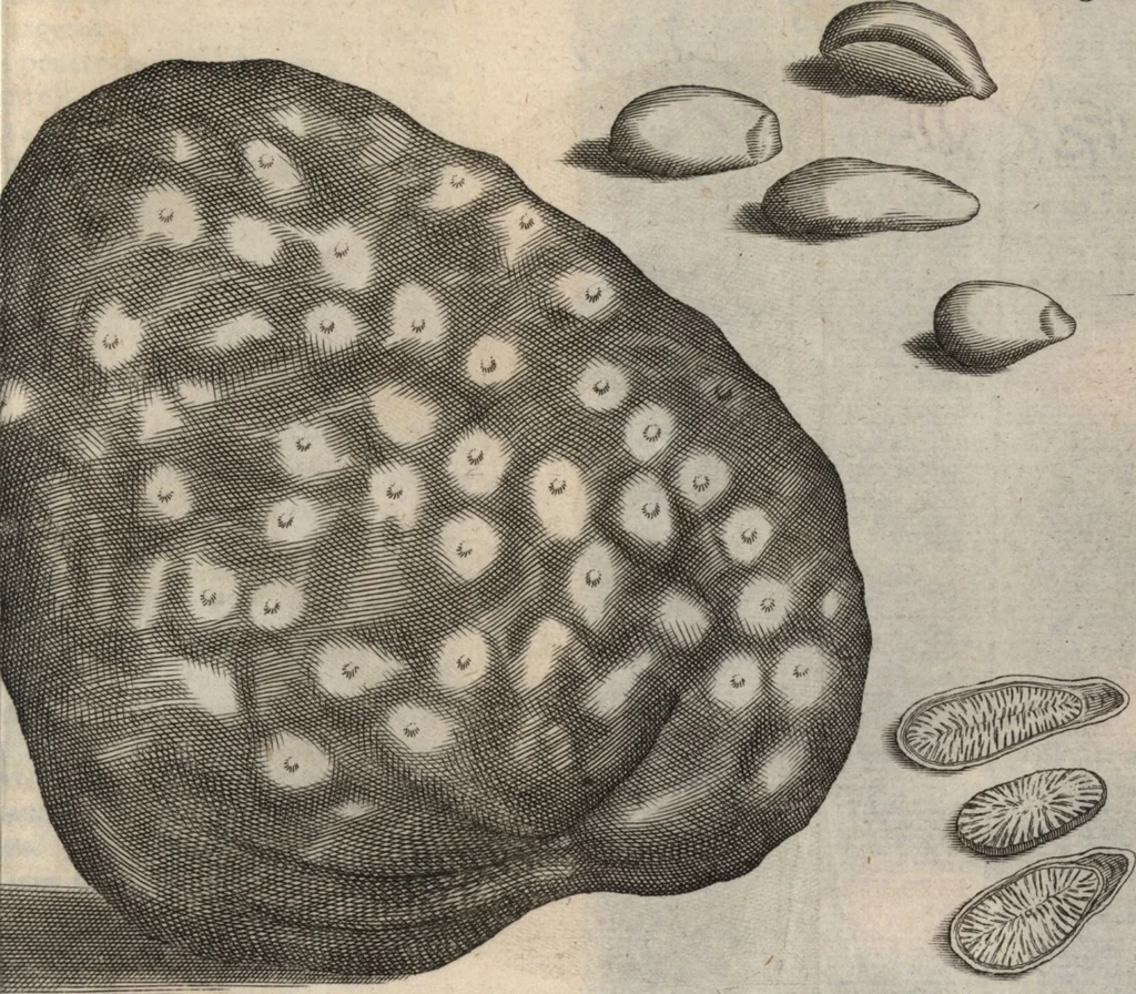An illustration from Francisci Redi patricii Aretini, Opusculorum pars prior, sive, Experimenta circa generationem insectorum : accedit J. Frid. Lachmund, De ave diomedea dissertatio, 1685, leaf 452