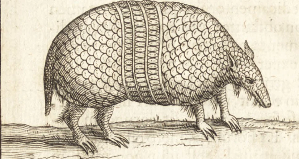 An illustration from Francisci Redi patricii Aretini, Opusculorum pars prior, sive, Experimenta circa generationem insectorum : accedit J. Frid. Lachmund, De ave diomedea dissertatio, 1685, leaf 467
