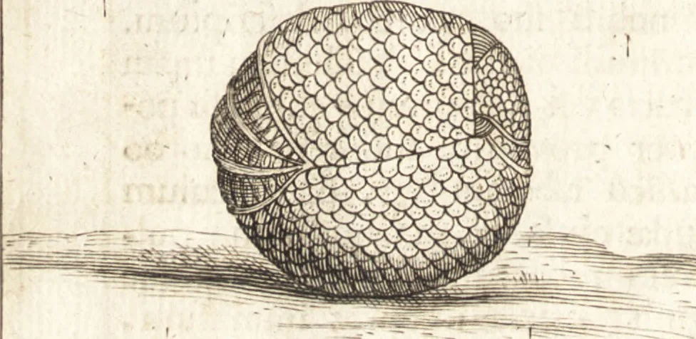 An illustration from Francisci Redi patricii Aretini, Opusculorum pars prior, sive, Experimenta circa generationem insectorum : accedit J. Frid. Lachmund, De ave diomedea dissertatio, 1685, leaf 467