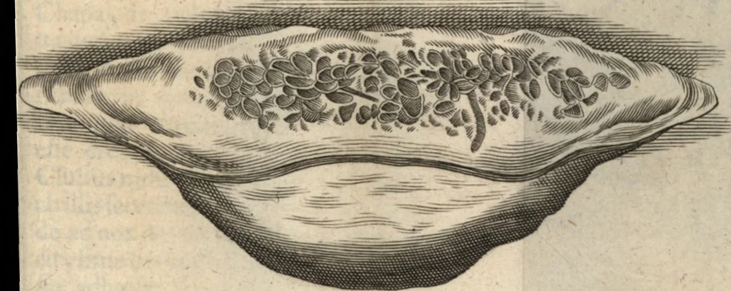 An illustration from Francisci Redi patricii Aretini, Opusculorum pars prior, sive, Experimenta circa generationem insectorum : accedit J. Frid. Lachmund, De ave diomedea dissertatio, 1685, leaf 530