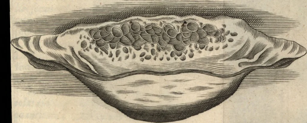 An illustration from Francisci Redi patricii Aretini, Opusculorum pars prior, sive, Experimenta circa generationem insectorum : accedit J. Frid. Lachmund, De ave diomedea dissertatio, 1685, leaf 530