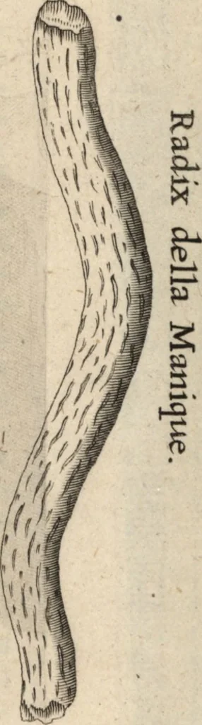 An illustration from Francisci Redi patricii Aretini, Opusculorum pars prior, sive, Experimenta circa generationem insectorum : accedit J. Frid. Lachmund, De ave diomedea dissertatio, 1685, leaf 542