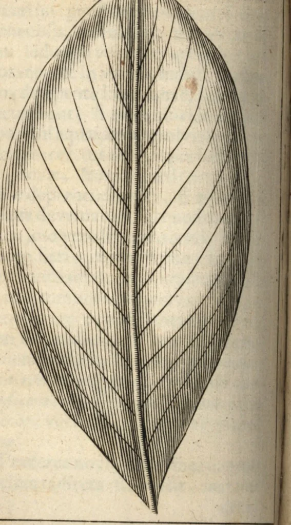 An illustration from Francisci Redi patricii Aretini, Opusculorum pars prior, sive, Experimenta circa generationem insectorum : accedit J. Frid. Lachmund, De ave diomedea dissertatio, 1685, leaf 549