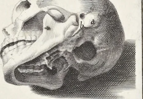 An illustration from Anatomia per uso et intelligenza del disegno; ricercata non solo su gl'ossi e muscoli del corpo humano, ma dimostrata ancora su le statue antiche più insigni di Roma;, 1691, leaf 10