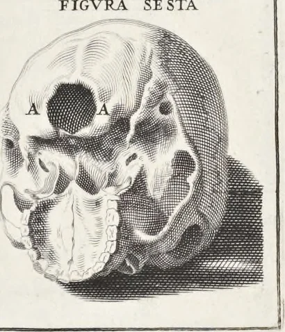 An illustration from Anatomia per uso et intelligenza del disegno; ricercata non solo su gl'ossi e muscoli del corpo humano, ma dimostrata ancora su le statue antiche più insigni di Roma;, 1691, leaf 10
