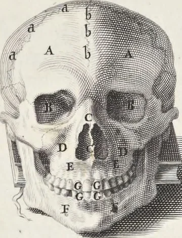 An illustration from Anatomia per uso et intelligenza del disegno; ricercata non solo su gl'ossi e muscoli del corpo humano, ma dimostrata ancora su le statue antiche più insigni di Roma;, 1691, leaf 10