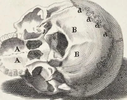 An illustration from Anatomia per uso et intelligenza del disegno; ricercata non solo su gl'ossi e muscoli del corpo humano, ma dimostrata ancora su le statue antiche più insigni di Roma;, 1691, leaf 10