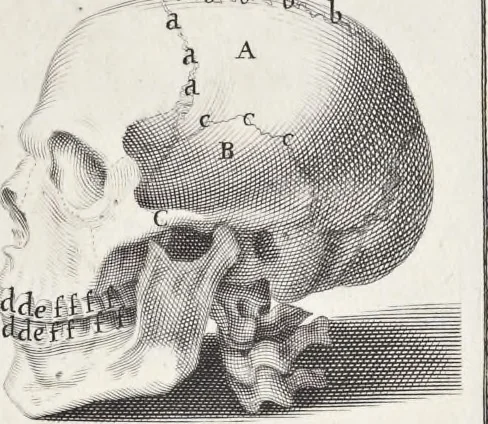 An illustration from Anatomia per uso et intelligenza del disegno; ricercata non solo su gl'ossi e muscoli del corpo humano, ma dimostrata ancora su le statue antiche più insigni di Roma;, 1691, leaf 10