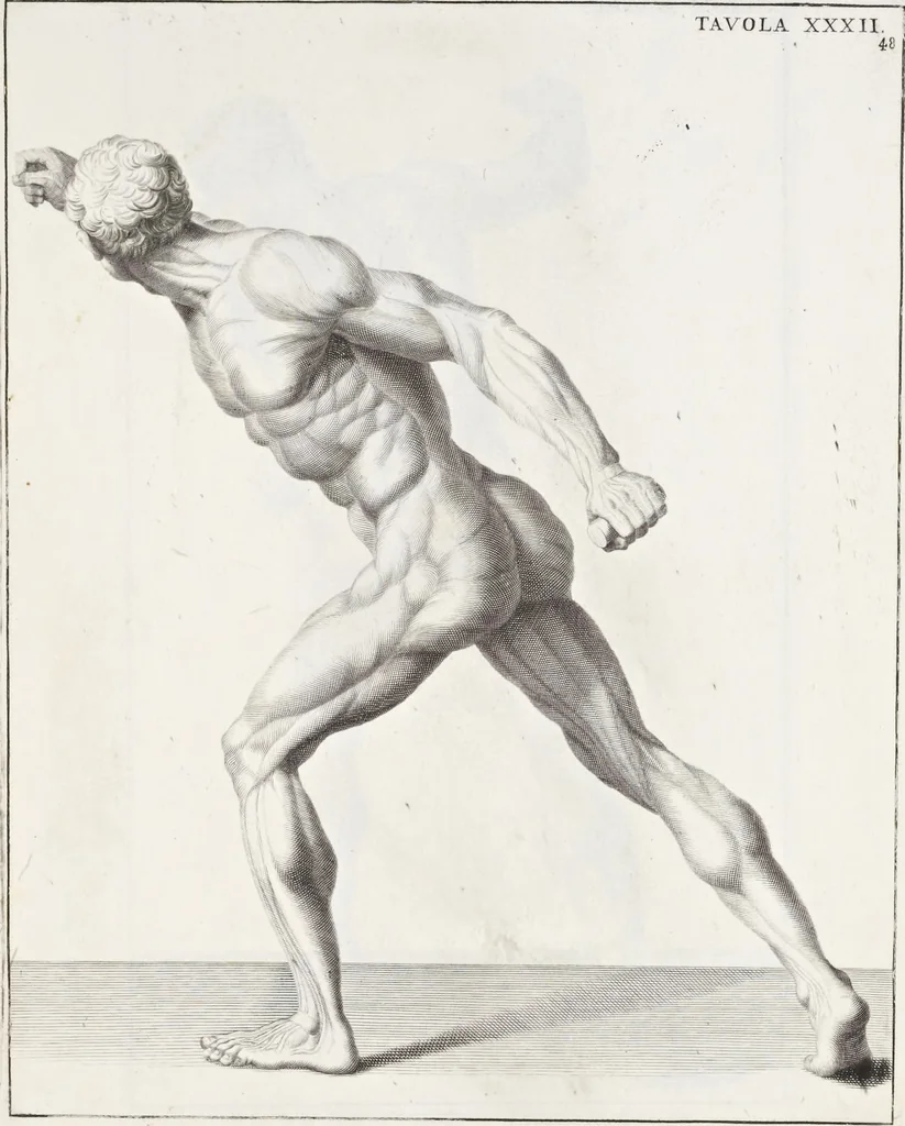 An illustration from Anatomia per uso et intelligenza del disegno; ricercata non solo su gl'ossi e muscoli del corpo humano, ma dimostrata ancora su le statue antiche più insigni di Roma;, 1691, leaf 100