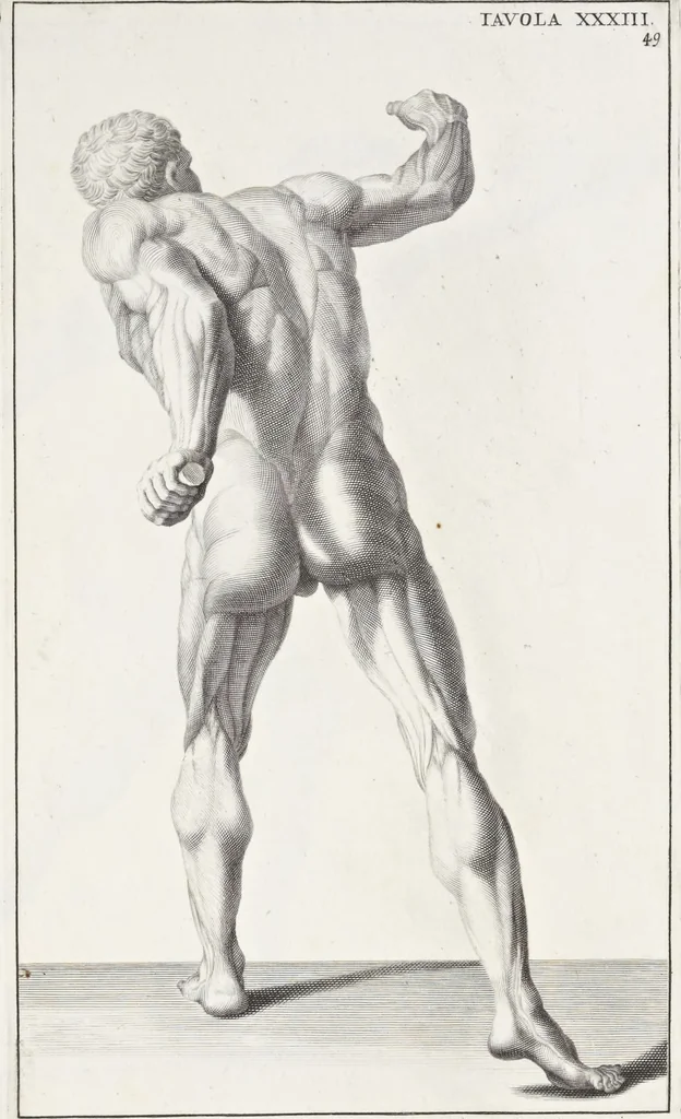 An illustration from Anatomia per uso et intelligenza del disegno; ricercata non solo su gl'ossi e muscoli del corpo humano, ma dimostrata ancora su le statue antiche più insigni di Roma;, 1691, leaf 102