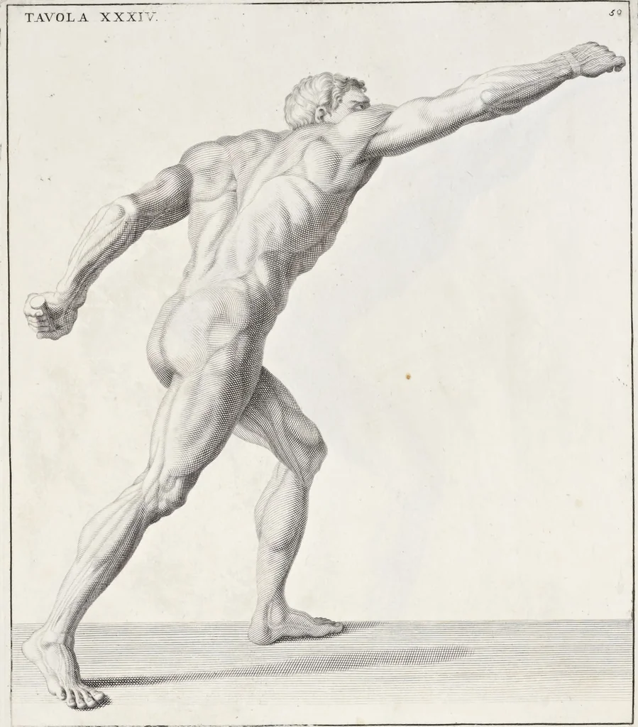 An illustration from Anatomia per uso et intelligenza del disegno; ricercata non solo su gl'ossi e muscoli del corpo humano, ma dimostrata ancora su le statue antiche più insigni di Roma;, 1691, leaf 104