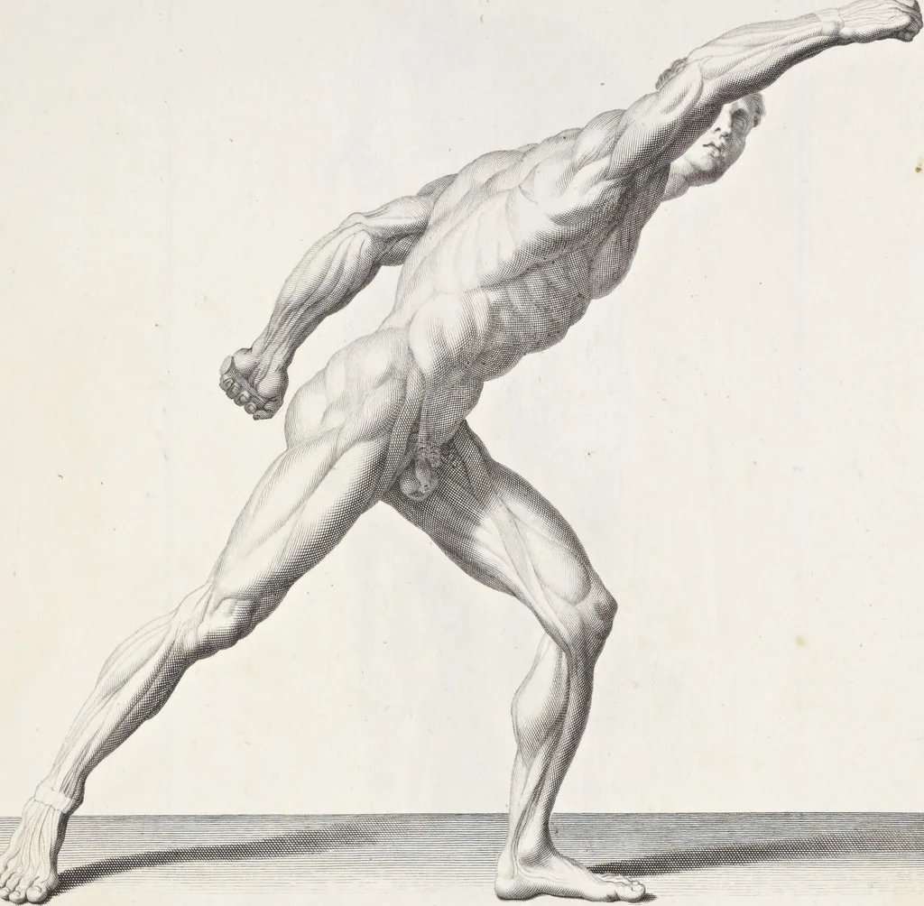 An illustration from Anatomia per uso et intelligenza del disegno; ricercata non solo su gl'ossi e muscoli del corpo humano, ma dimostrata ancora su le statue antiche più insigni di Roma;, 1691, leaf 106
