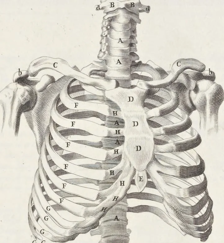 An illustration from Anatomia per uso et intelligenza del disegno; ricercata non solo su gl'ossi e muscoli del corpo humano, ma dimostrata ancora su le statue antiche più insigni di Roma;, 1691, leaf 14