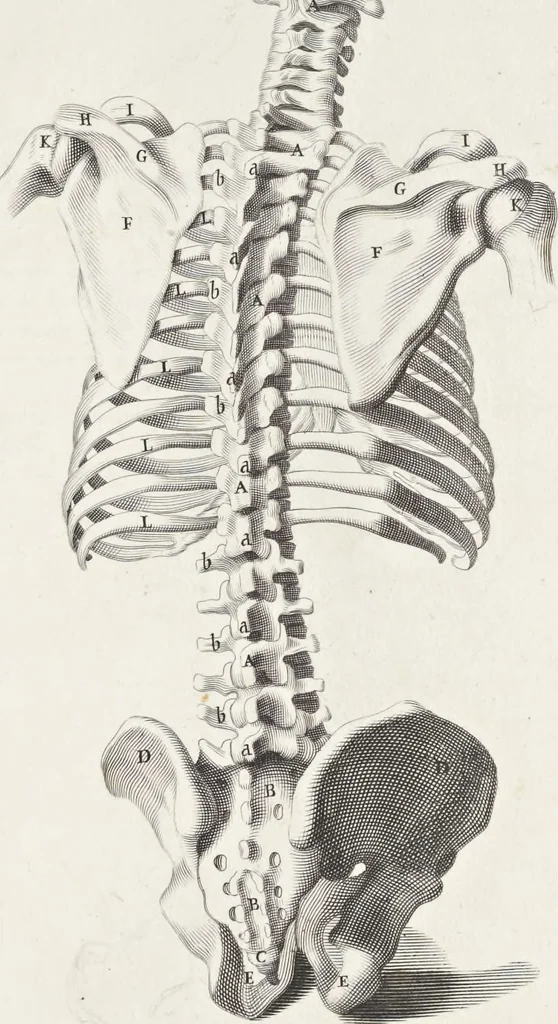 An illustration from Anatomia per uso et intelligenza del disegno; ricercata non solo su gl'ossi e muscoli del corpo humano, ma dimostrata ancora su le statue antiche più insigni di Roma;, 1691, leaf 18