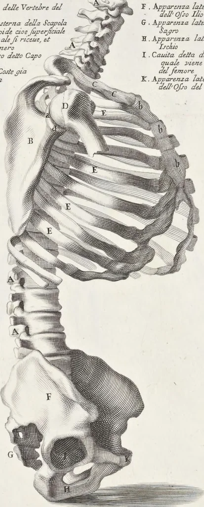An illustration from Anatomia per uso et intelligenza del disegno; ricercata non solo su gl'ossi e muscoli del corpo humano, ma dimostrata ancora su le statue antiche più insigni di Roma;, 1691, leaf 22
