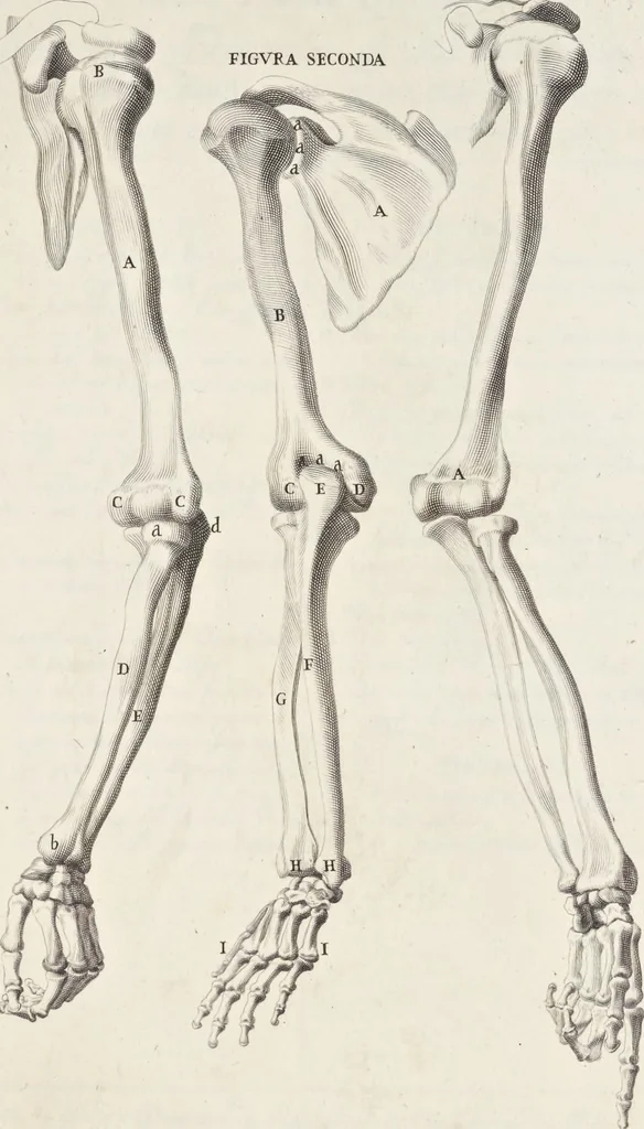 An illustration from Anatomia per uso et intelligenza del disegno; ricercata non solo su gl'ossi e muscoli del corpo humano, ma dimostrata ancora su le statue antiche più insigni di Roma;, 1691, leaf 24