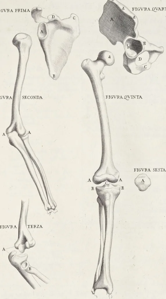 An illustration from Anatomia per uso et intelligenza del disegno; ricercata non solo su gl'ossi e muscoli del corpo humano, ma dimostrata ancora su le statue antiche più insigni di Roma;, 1691, leaf 28