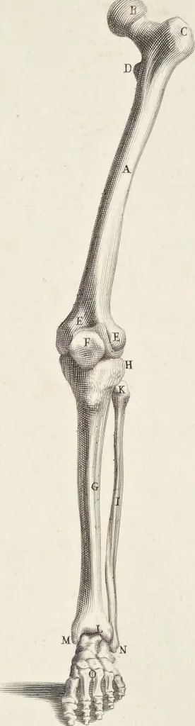 An illustration from Anatomia per uso et intelligenza del disegno; ricercata non solo su gl'ossi e muscoli del corpo humano, ma dimostrata ancora su le statue antiche più insigni di Roma;, 1691, leaf 32