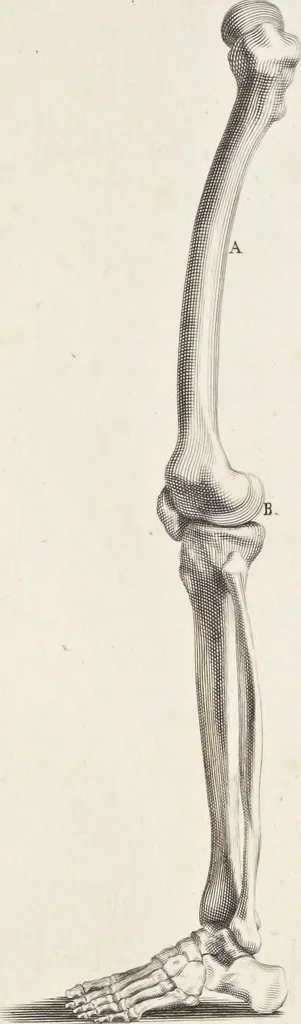 An illustration from Anatomia per uso et intelligenza del disegno; ricercata non solo su gl'ossi e muscoli del corpo humano, ma dimostrata ancora su le statue antiche più insigni di Roma;, 1691, leaf 32