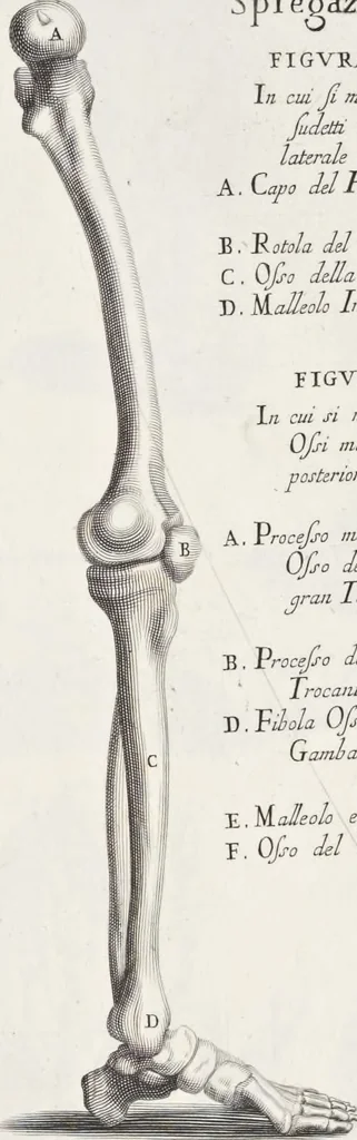 An illustration from Anatomia per uso et intelligenza del disegno; ricercata non solo su gl'ossi e muscoli del corpo humano, ma dimostrata ancora su le statue antiche più insigni di Roma;, 1691, leaf 36