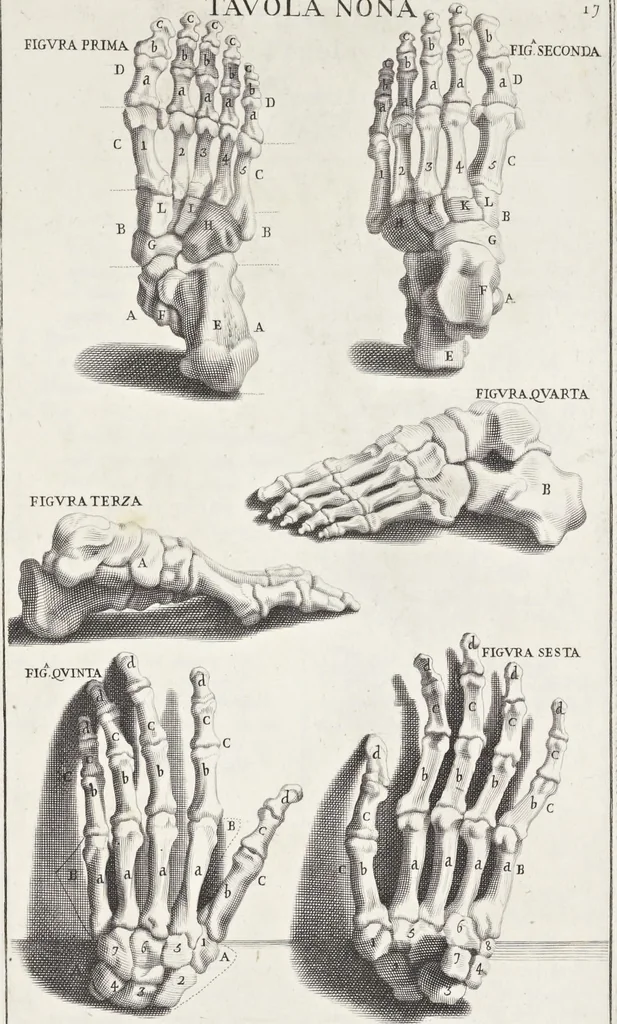 An illustration from Anatomia per uso et intelligenza del disegno; ricercata non solo su gl'ossi e muscoli del corpo humano, ma dimostrata ancora su le statue antiche più insigni di Roma;, 1691, leaf 38