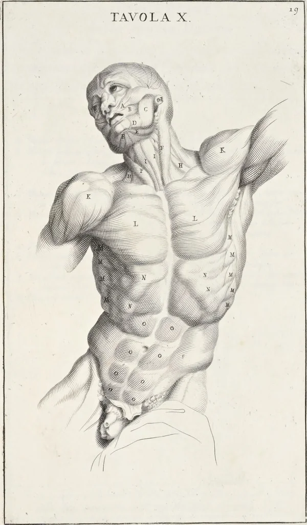 An illustration from Anatomia per uso et intelligenza del disegno; ricercata non solo su gl'ossi e muscoli del corpo humano, ma dimostrata ancora su le statue antiche più insigni di Roma;, 1691, leaf 42