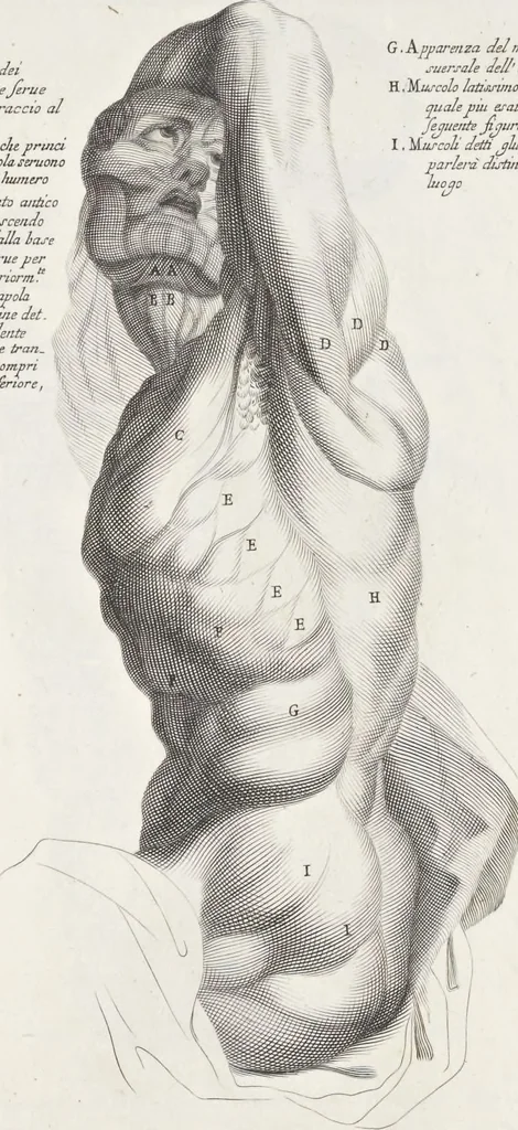 An illustration from Anatomia per uso et intelligenza del disegno; ricercata non solo su gl'ossi e muscoli del corpo humano, ma dimostrata ancora su le statue antiche più insigni di Roma;, 1691, leaf 46