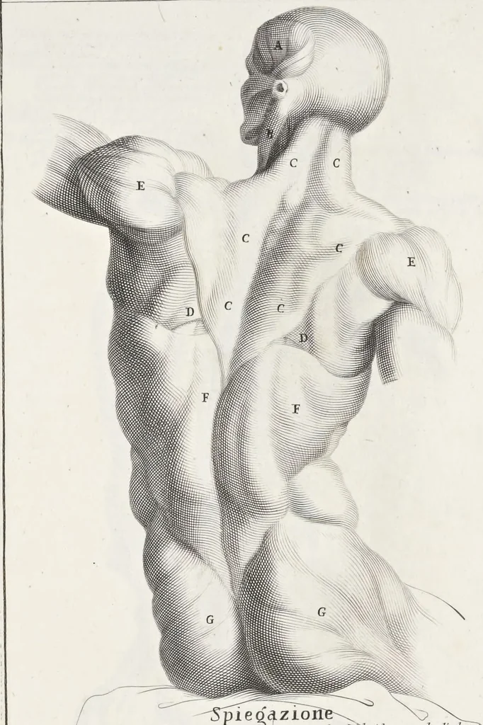 An illustration from Anatomia per uso et intelligenza del disegno; ricercata non solo su gl'ossi e muscoli del corpo humano, ma dimostrata ancora su le statue antiche più insigni di Roma;, 1691, leaf 48