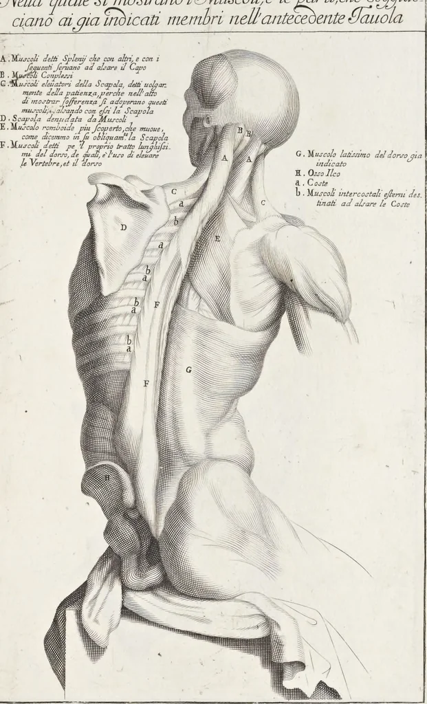 An illustration from Anatomia per uso et intelligenza del disegno; ricercata non solo su gl'ossi e muscoli del corpo humano, ma dimostrata ancora su le statue antiche più insigni di Roma;, 1691, leaf 50