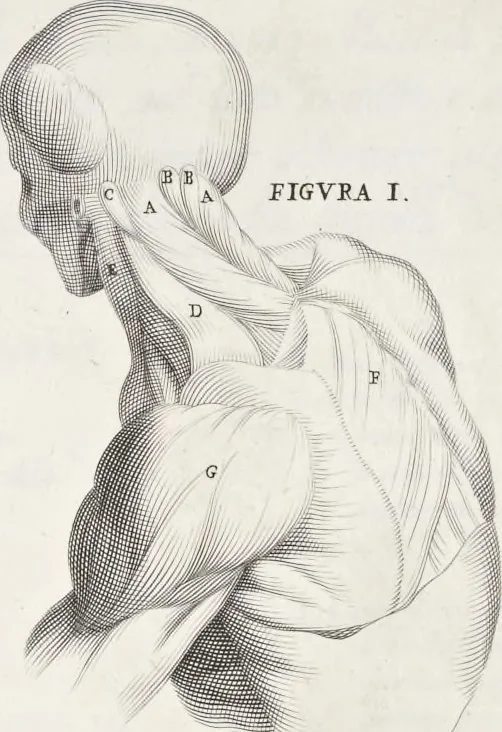 An illustration from Anatomia per uso et intelligenza del disegno; ricercata non solo su gl'ossi e muscoli del corpo humano, ma dimostrata ancora su le statue antiche più insigni di Roma;, 1691, leaf 52