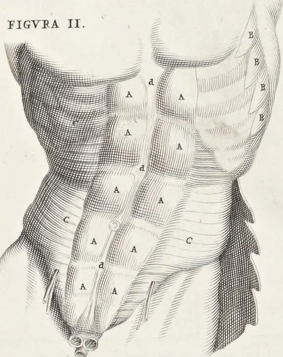 An illustration from Anatomia per uso et intelligenza del disegno; ricercata non solo su gl'ossi e muscoli del corpo humano, ma dimostrata ancora su le statue antiche più insigni di Roma;, 1691, leaf 52
