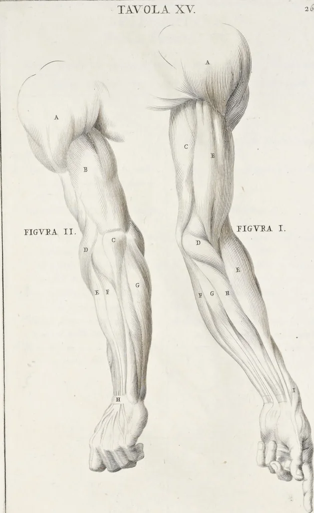 An illustration from Anatomia per uso et intelligenza del disegno; ricercata non solo su gl'ossi e muscoli del corpo humano, ma dimostrata ancora su le statue antiche più insigni di Roma;, 1691, leaf 56