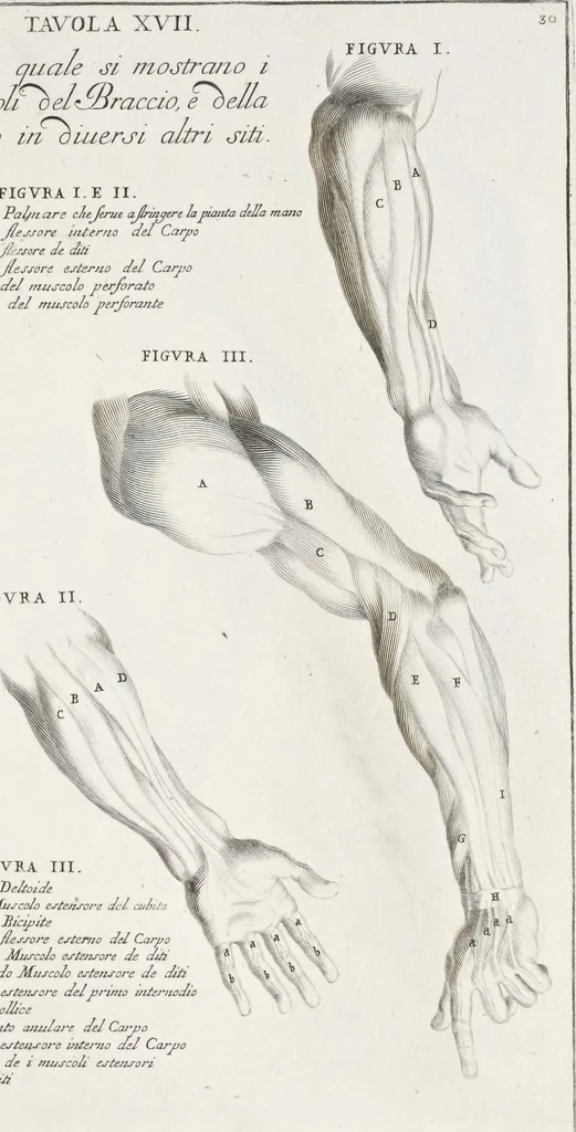 An illustration from Anatomia per uso et intelligenza del disegno; ricercata non solo su gl'ossi e muscoli del corpo humano, ma dimostrata ancora su le statue antiche più insigni di Roma;, 1691, leaf 64