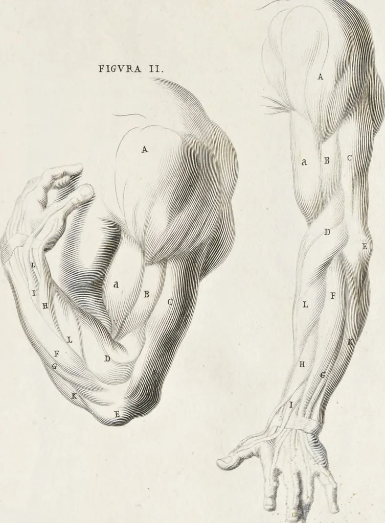 An illustration from Anatomia per uso et intelligenza del disegno; ricercata non solo su gl'ossi e muscoli del corpo humano, ma dimostrata ancora su le statue antiche più insigni di Roma;, 1691, leaf 66