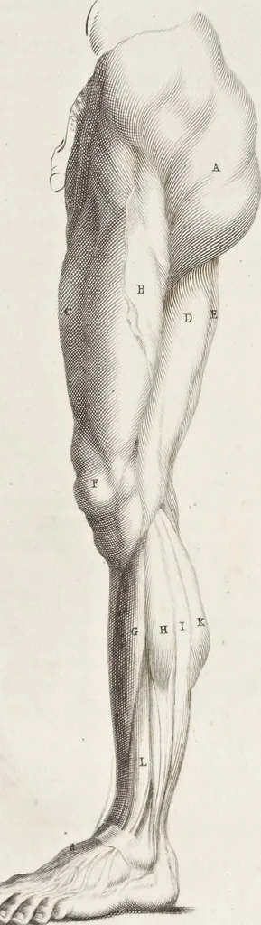 An illustration from Anatomia per uso et intelligenza del disegno; ricercata non solo su gl'ossi e muscoli del corpo humano, ma dimostrata ancora su le statue antiche più insigni di Roma;, 1691, leaf 68
