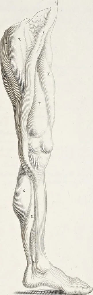 An illustration from Anatomia per uso et intelligenza del disegno; ricercata non solo su gl'ossi e muscoli del corpo humano, ma dimostrata ancora su le statue antiche più insigni di Roma;, 1691, leaf 72