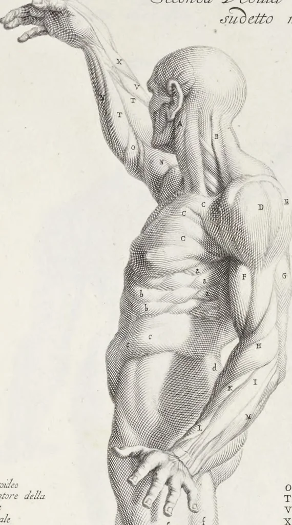 An illustration from Anatomia per uso et intelligenza del disegno; ricercata non solo su gl'ossi e muscoli del corpo humano, ma dimostrata ancora su le statue antiche più insigni di Roma;, 1691, leaf 80