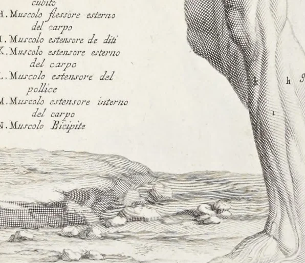 An illustration from Anatomia per uso et intelligenza del disegno; ricercata non solo su gl'ossi e muscoli del corpo humano, ma dimostrata ancora su le statue antiche più insigni di Roma;, 1691, leaf 80