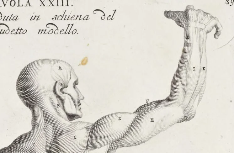 An illustration from Anatomia per uso et intelligenza del disegno; ricercata non solo su gl'ossi e muscoli del corpo humano, ma dimostrata ancora su le statue antiche più insigni di Roma;, 1691, leaf 82