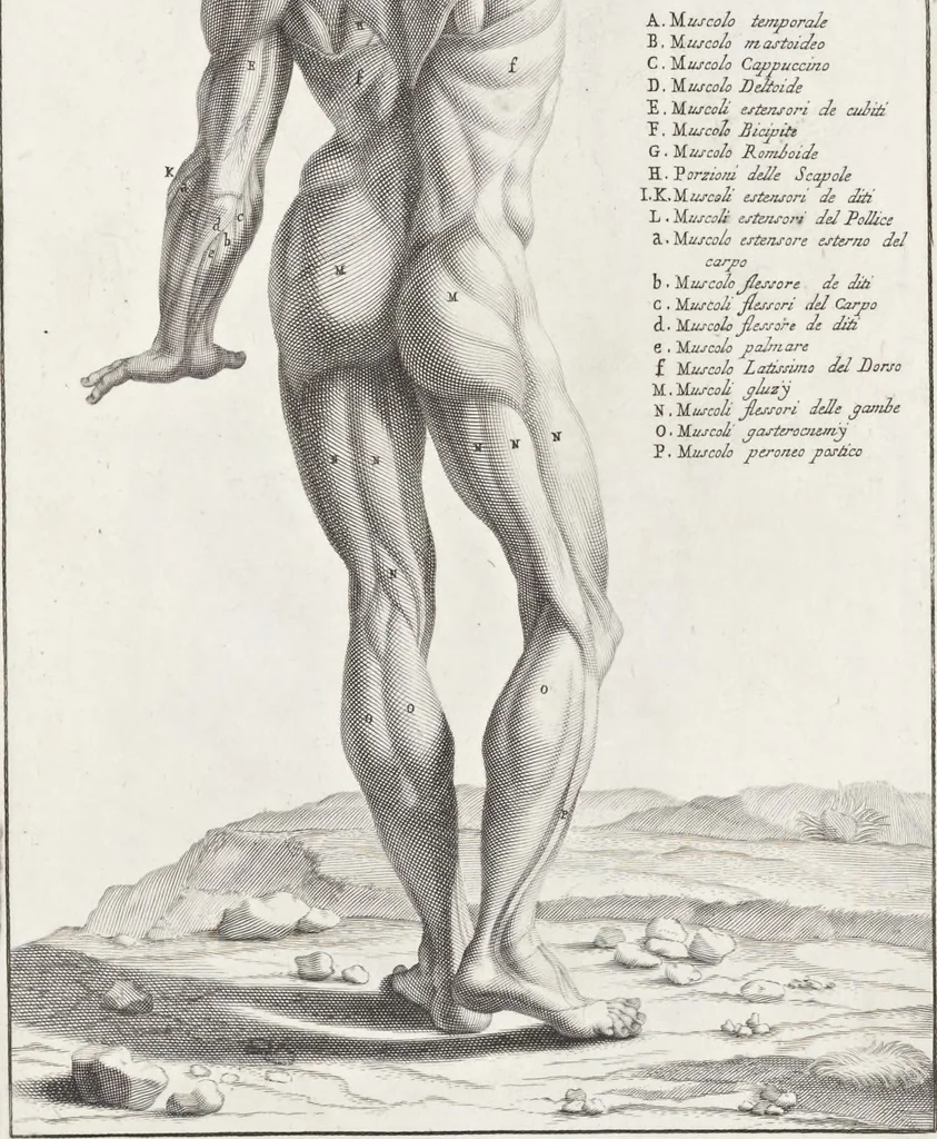 An illustration from Anatomia per uso et intelligenza del disegno; ricercata non solo su gl'ossi e muscoli del corpo humano, ma dimostrata ancora su le statue antiche più insigni di Roma;, 1691, leaf 82