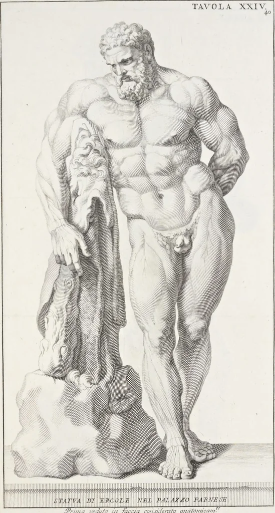 An illustration from Anatomia per uso et intelligenza del disegno; ricercata non solo su gl'ossi e muscoli del corpo humano, ma dimostrata ancora su le statue antiche più insigni di Roma;, 1691, leaf 84
