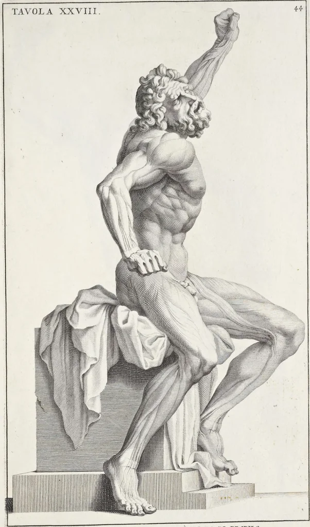 An illustration from Anatomia per uso et intelligenza del disegno; ricercata non solo su gl'ossi e muscoli del corpo humano, ma dimostrata ancora su le statue antiche più insigni di Roma;, 1691, leaf 92