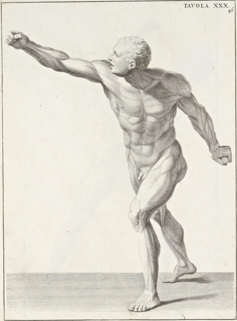 An illustration from Anatomia per uso et intelligenza del disegno; ricercata non solo su gl'ossi e muscoli del corpo humano, ma dimostrata ancora su le statue antiche più insigni di Roma;, 1691, leaf 96