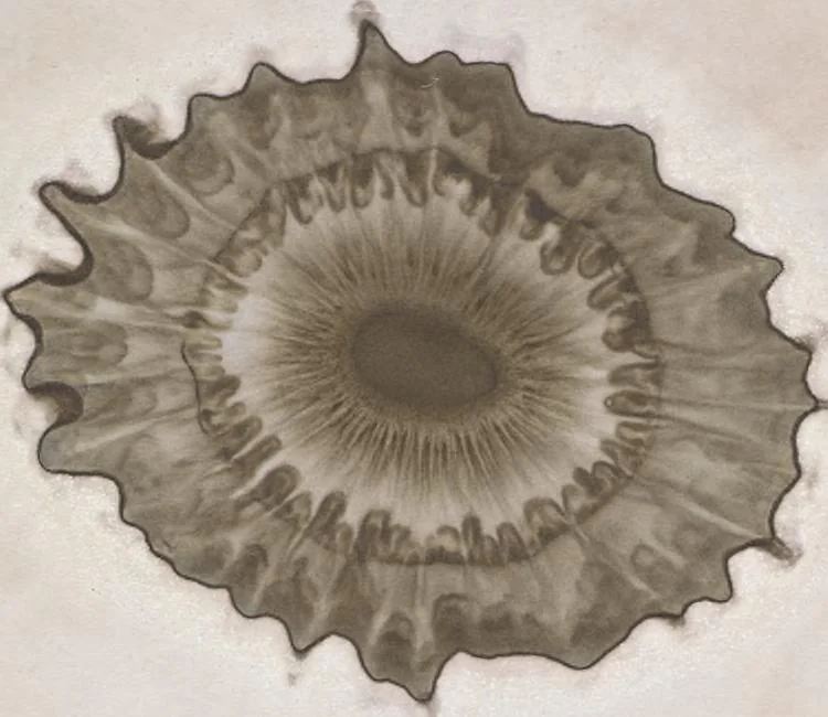 An illustration from Der Bildungstrieb der Stoffe : veranschaulicht in selbstständig gewachsenen Bildern (Fortsetzung der Musterbilder), 1855, leaf 16
