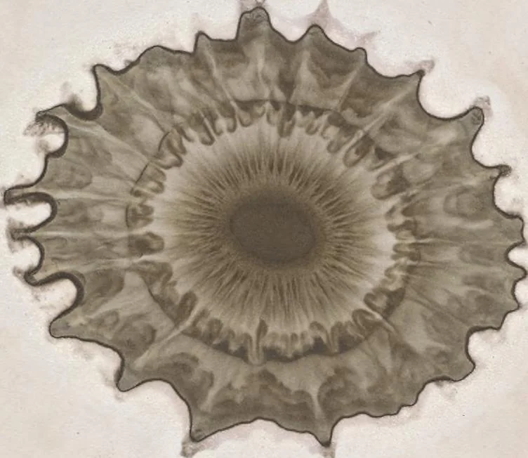 An illustration from Der Bildungstrieb der Stoffe : veranschaulicht in selbstständig gewachsenen Bildern (Fortsetzung der Musterbilder), 1855, leaf 16