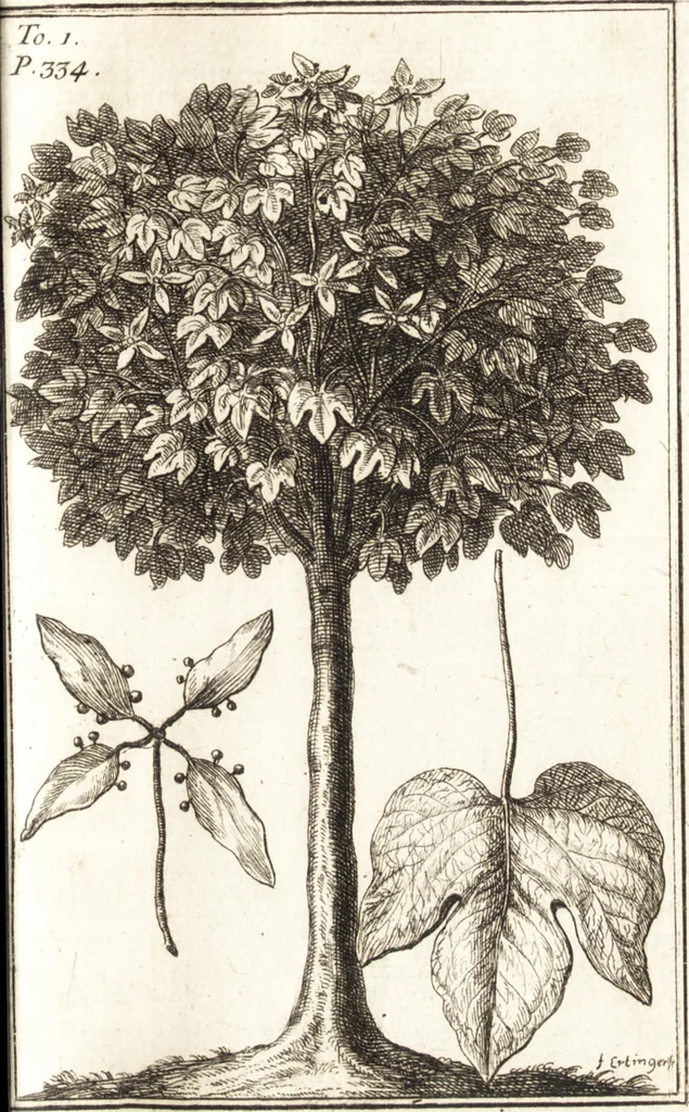 An illustration from Nouveaux memoires sur l'etat present de la Chine, 1696, leaf 398
